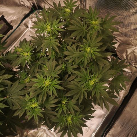 Grandaddy black growlog timeline photo
