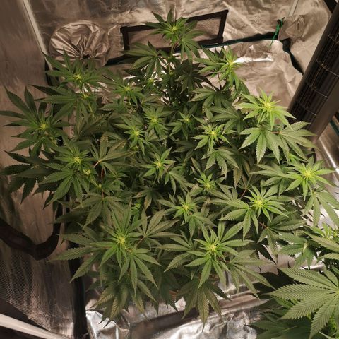 Northern Lights #5 growlog timeline photo
