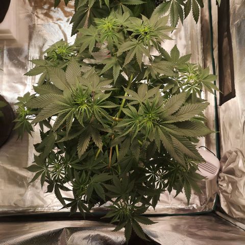 10th Planet growlog timeline photo
