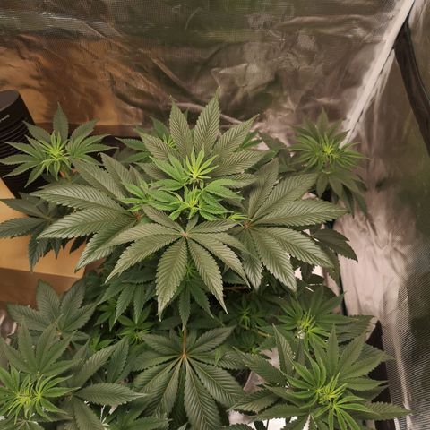 O. K. C growlog timeline photo