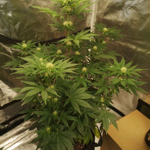 Europa Auto growlog timeline photo