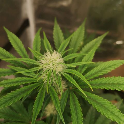 Europa Auto growlog timeline photo