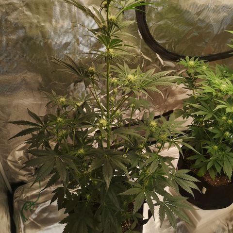 Banana hammock auto  growlog timeline photo