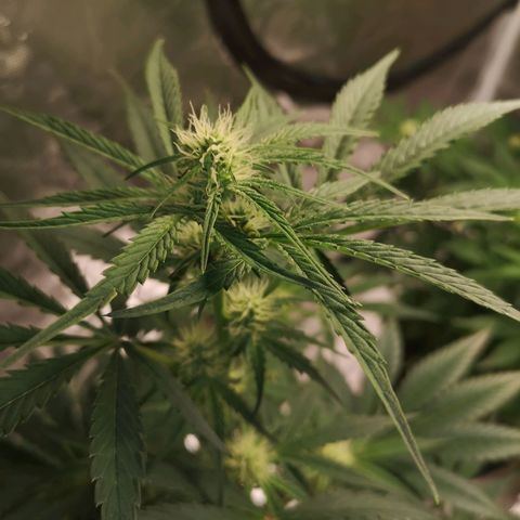 Banana hammock auto  growlog timeline photo