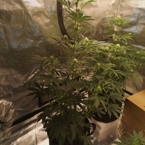 Banana hammock auto  growlog timeline photo