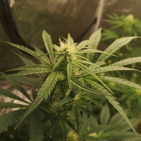Banana hammock auto  growlog timeline photo