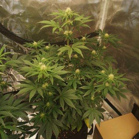 Europa Auto growlog timeline photo