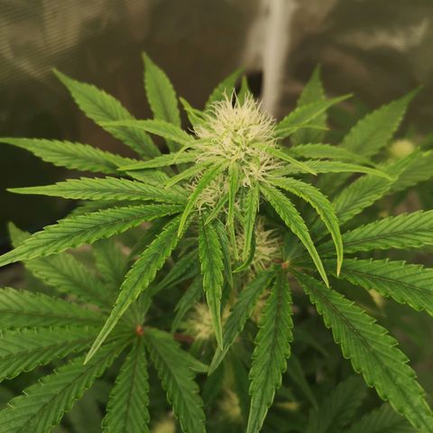 Europa Auto growlog timeline photo
