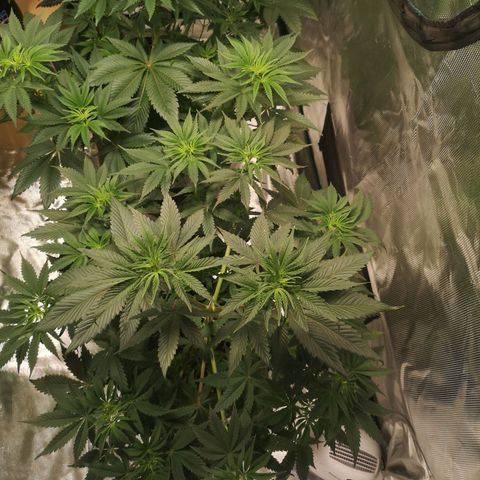 10th Planet growlog timeline photo