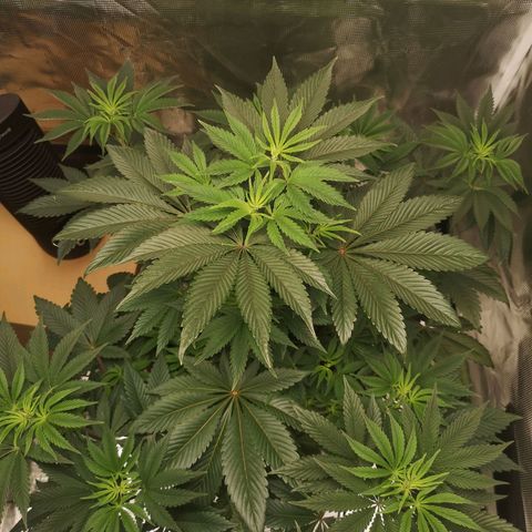 O. K. C growlog timeline photo