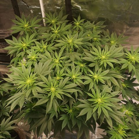 Cheese growlog timeline photo