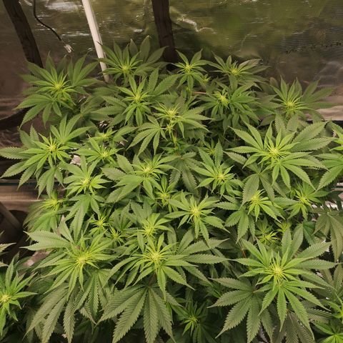 Cheese growlog photo: After defoliation 