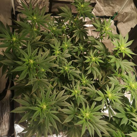 Northern Lights #5 growlog timeline photo