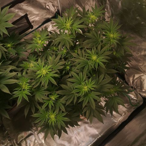 Grandaddy black growlog timeline photo