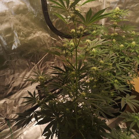 Banana hammock auto  growlog timeline photo