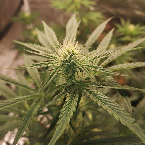 Banana hammock auto  growlog timeline photo