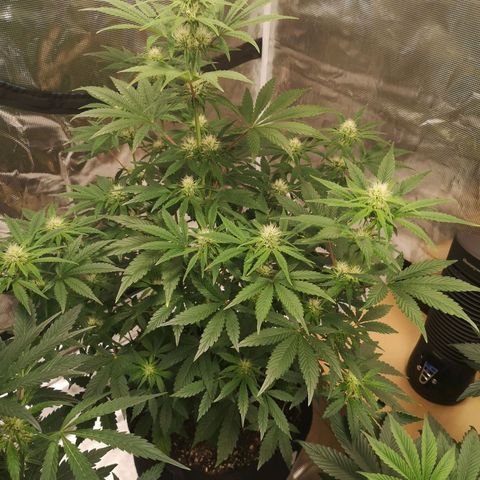 Europa Auto growlog timeline photo