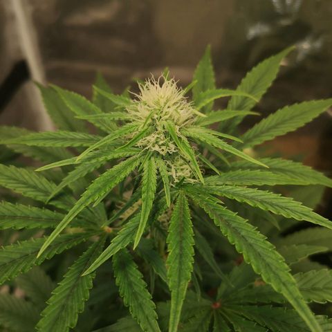 Europa Auto growlog timeline photo