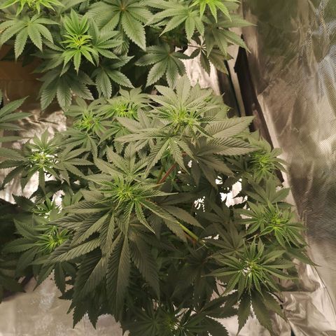 10th Planet growlog timeline photo