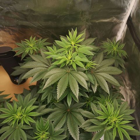 O. K. C growlog timeline photo