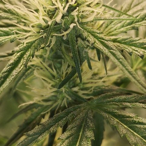 Banana hammock auto  growlog timeline photo