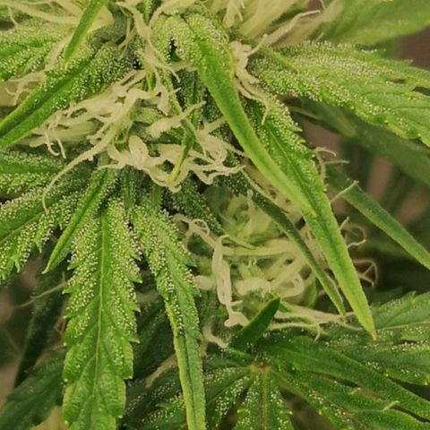 Europa Auto growlog timeline photo