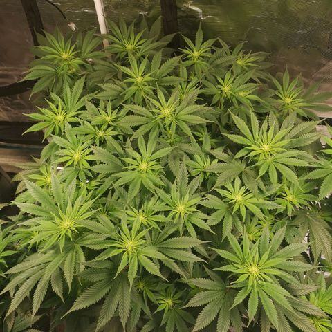 Cheese growlog timeline photo