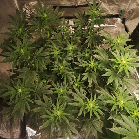 Northern Lights #5 growlog timeline photo