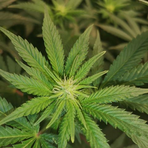 Northern Lights #5 growlog timeline photo