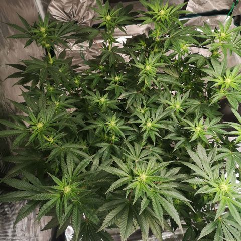 Northern Lights #5 growlog photo: After defoliation 