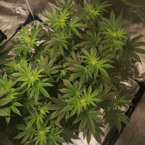 Grandaddy black growlog timeline photo