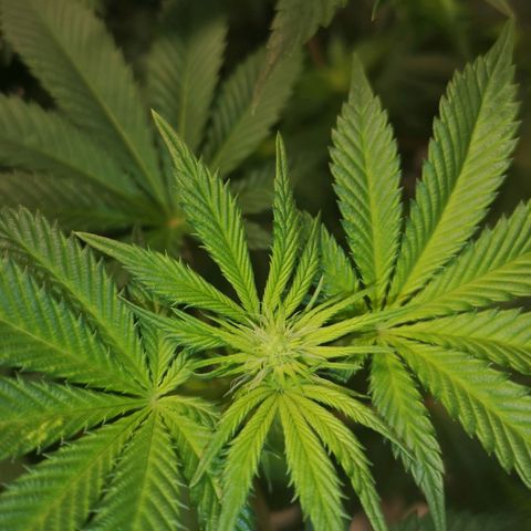 Grandaddy black growlog timeline photo
