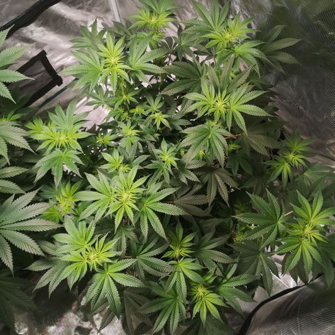 Grandaddy black growlog photo: After defoliation 