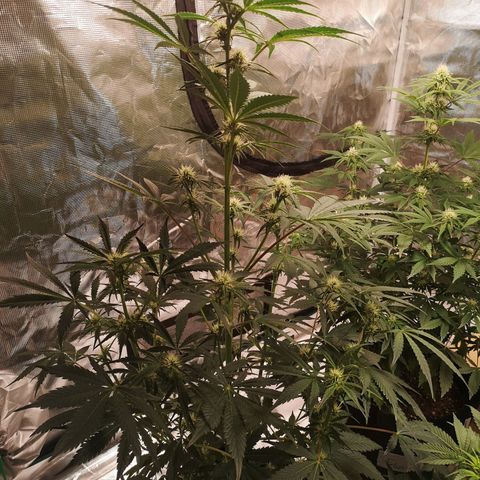 Banana hammock auto  growlog timeline photo