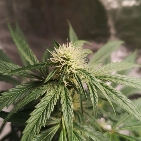 Banana hammock auto  growlog timeline photo