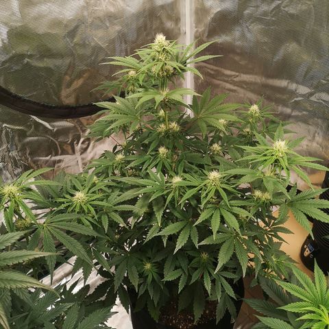Europa Auto growlog timeline photo