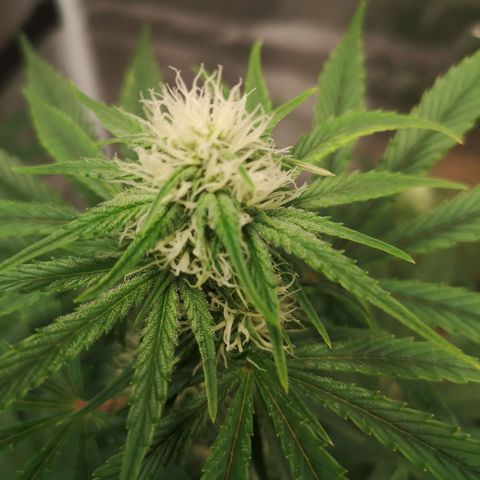 Europa Auto growlog timeline photo