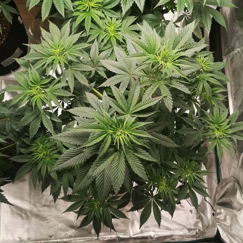 10th Planet growlog timeline photo