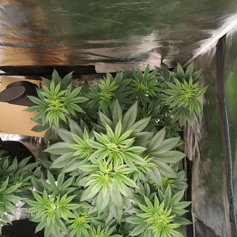 O. K. C growlog timeline photo