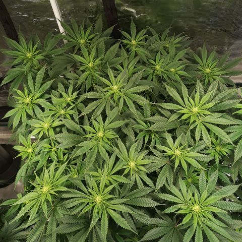 Cheese growlog timeline photo