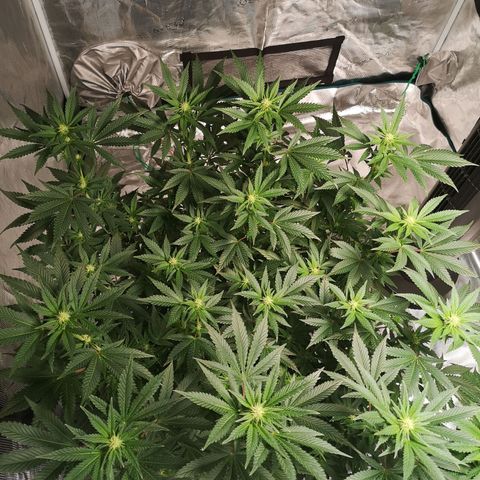 Northern Lights #5 growlog timeline photo
