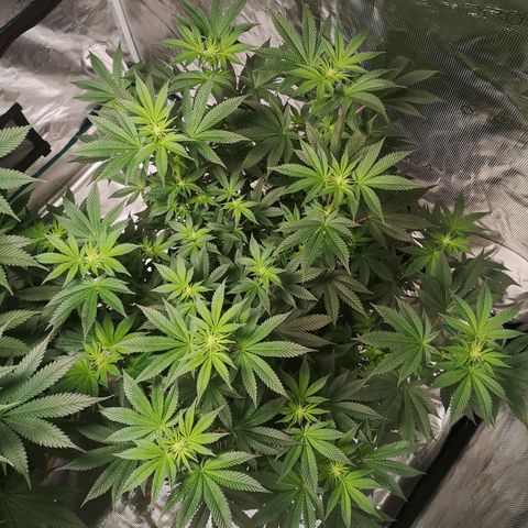 Grandaddy black growlog timeline photo