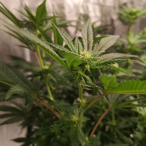Northern Lights #5 growlog timeline photo