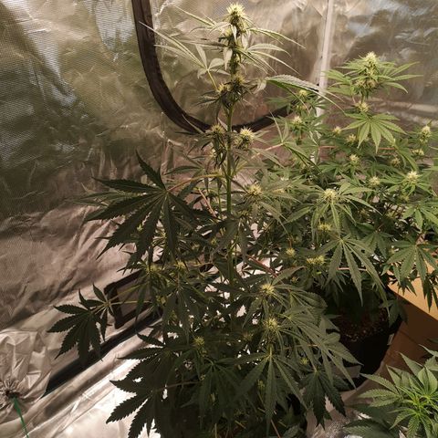 Banana hammock auto  growlog timeline photo