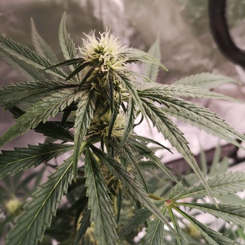 Banana hammock auto  growlog timeline photo