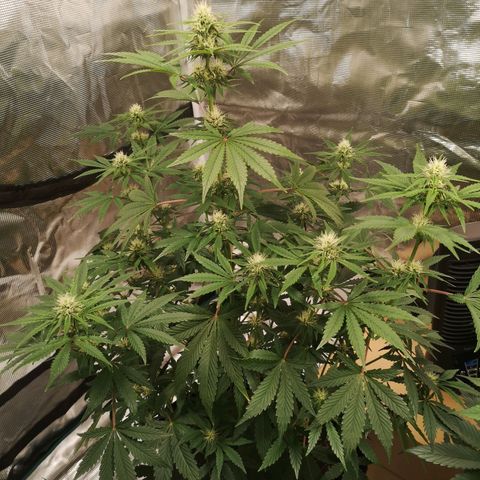 Europa Auto growlog timeline photo