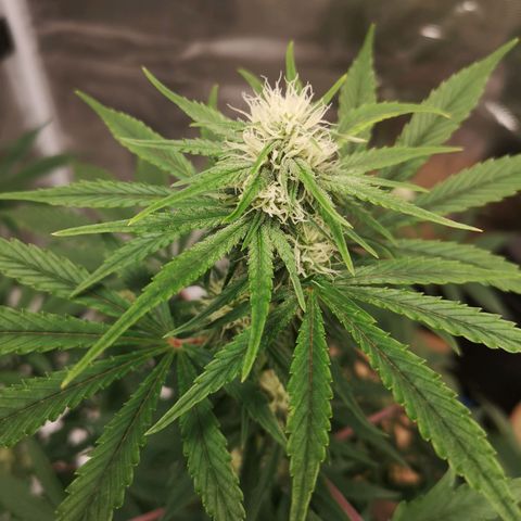 Europa Auto growlog timeline photo