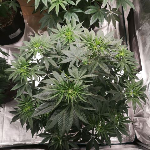 10th Planet growlog timeline photo