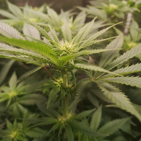 Cheese growlog timeline photo
