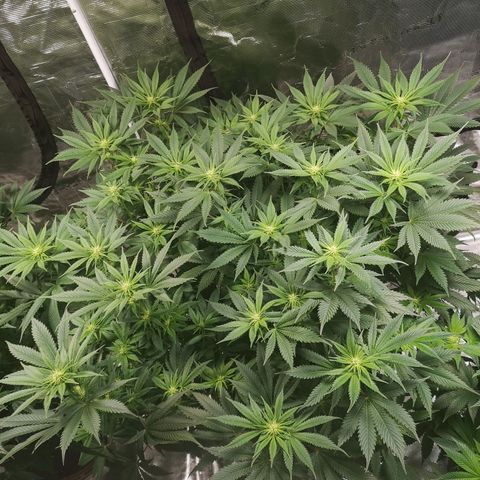 Cheese growlog timeline photo